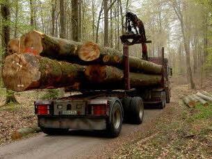 Für dieses Waldgebiet bei Ebrach läuft auf Betreiben des Landkreises Bamberg ein Unterschutzsstellungsverfahren. In diesem Winter wurde noch einmal kräftig ausgeholzt. Jetzt fordern Naturschützer ein Einschlagsmoratorium.  Foto:  pr..