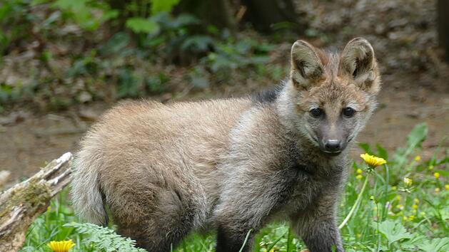 M&auml;hnenwolf Nardi im N&uuml;rnberger Zoo