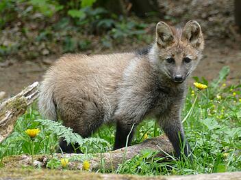 M&auml;hnenwolf Nardi im N&uuml;rnberger Zoo