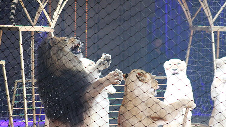 Coburg: Circus Krone feiert Premiere - Tierschützer kündigen Protestaktion an