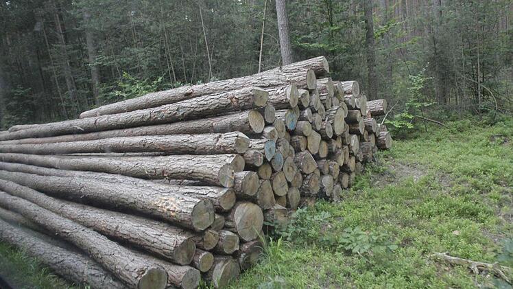 200 Festmeter Kiefer-Stammholz wurden in Oesdorf gemacht.