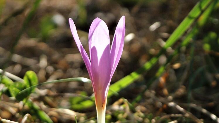 Die Herbstzeitlose wird auch als Winter-Ankünderin bezeichnet. Andere Namen sind Giftkrokus, Teufelswurz, Giftblume, Herbstlilie, Wildsafran und Leichenblume. Foto: Jupp Schröder