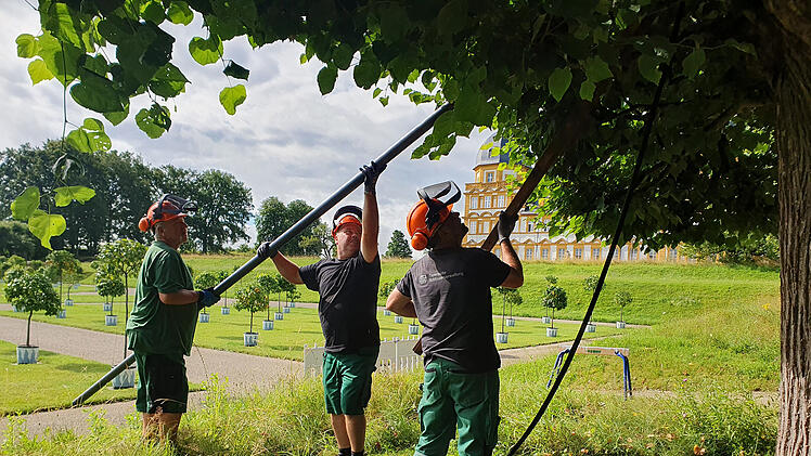 Memmelsdorf: Ma&szlig;nahme zur Sicherung historischer Linden am Schloss Seehof abgeschlossen