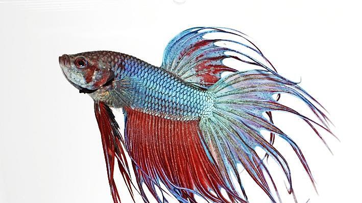 Eine von vielen Attraktionen der Börse, ein bunter Kampffisch.