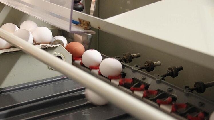 Jedes Ei bekommt einen Stempel, der Herkunft und Haltung ausweist.  Fotos: Sarah Dann