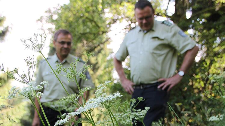 Seltene Pflanzen fühlen sich auf dem Truppenübungsplatz wohl. Godfried Schwartz, Leiter des Bundesforstbetriebs Reußenberg, und Egon Schleyer, ebenfalls vom Bundesforst, betrachten  den Bärwurz. Foto: Ulrike Müller