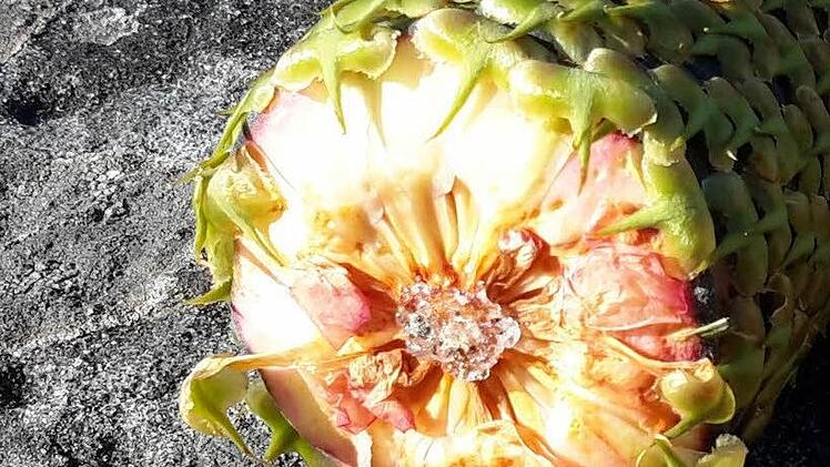 Und so sehen die geheimnisvollen Früchte von innen aus, Gabriele vom Bruck hat mal eine aufgemacht.Foto: Rolf Pralle