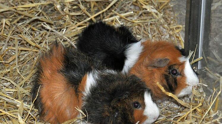 Zwei Meerschweinchen wurden am Donnerstag in Hof (Saale) gerettet. Sie steckten in einem Karton, der am Hallenbad im Regen stand. Foto: Tierschutzverein Hof und Umgebung e. V.