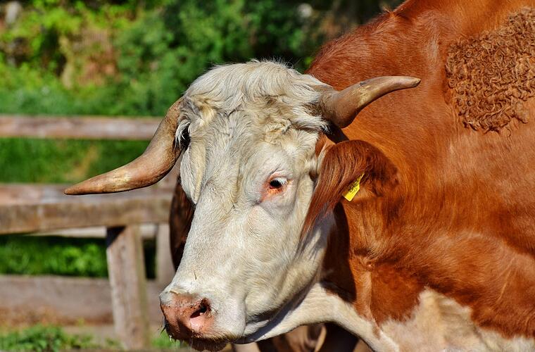 Stockheim: Bulle flieht auf dem Weg zum Schlachthof - und wird erschossen