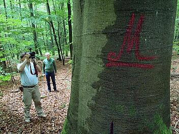 Hebt Umweltministerin Scharf das Nutzungsverbot bei Ebrach wieder auf? "Methusalembuche" im geschützten Landschaftsbestandteil.  Foto: MW