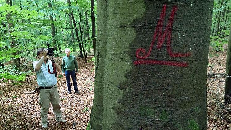 Hebt Umweltministerin Scharf das Nutzungsverbot bei Ebrach wieder auf? "Methusalembuche" im geschützten Landschaftsbestandteil.  Foto: MW