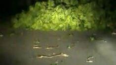 Bei Fischbach stürzte ein Baum um. Foto: Maximilian Hugel