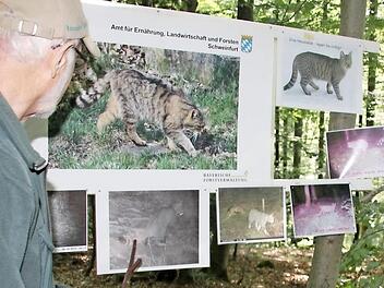 Eberhard Ponader (links) hat viele Informationen über die Wildkatze gesammelt. Foto: Ralf Kestel