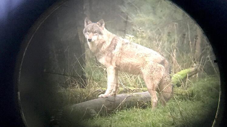 Ein Wolf ist mehrfach auf einer Wildkamera in Oberhaid aufgetaucht. Symbolbild:  Carsten Rehder/dpa