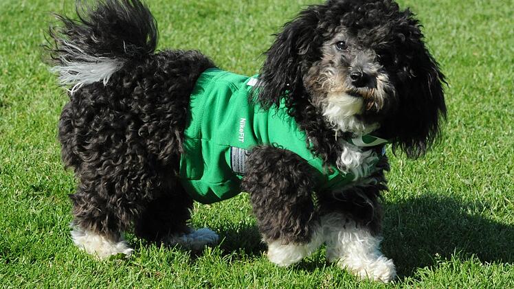 So feiert der SV Garitz.