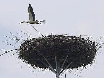 Kommt ein Vogel geflogen: Mit den Glender Wiesen in der Nähe ist die Nisthilfe auf dem Dach des Hessenhofes ein Top-Standort für Störche. Ein Jung-Paar hat dies offensichtlich erkannt und baut sich dort seit einigen Tagen ein Nest. Foto: Berthold Köhler