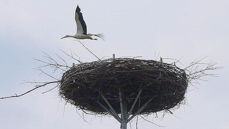 Kommt ein Vogel geflogen: Mit den Glender Wiesen in der Nähe ist die Nisthilfe auf dem Dach des Hessenhofes ein Top-Standort für Störche. Ein Jung-Paar hat dies offensichtlich erkannt und baut sich dort seit einigen Tagen ein Nest. Foto: Berthold Köhler