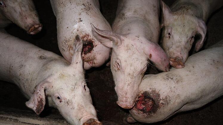 Das Amtsgericht in Ulm hat einen Massentierhalter verurteilt und setzt damit ein Zeichen. Foto: Friedrich Mülln/SOKO Tierschutz/SOKO Tierschutz e.V/obs