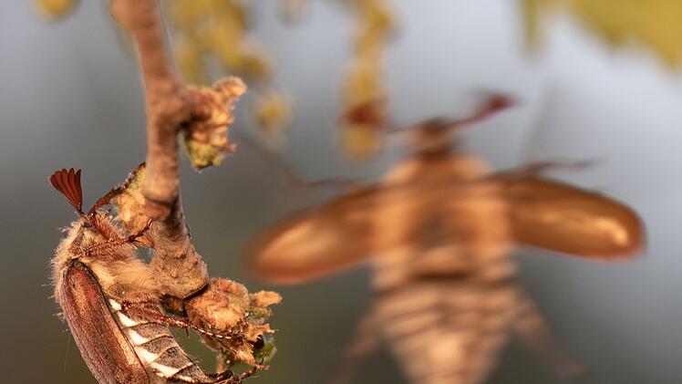 Maik&auml;fer-Massenflug startet