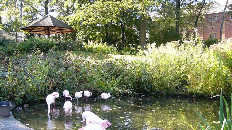 Flamingo l&auml;uft durch Bayreuth - Polizei und Stadt zu kuriosem Vorfall
