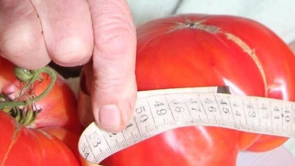 44 Zentimeter Umfang messen die Früchte.