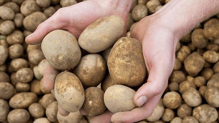 Verst&ouml;rend: Ein 20-J&auml;hriger hat in einem Lokal in Bamberg in den dort gelagerten Kartoffeln gew&uuml;hlt. Symbolfoto: dpa