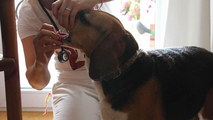 Tierärztin im Einsatz.