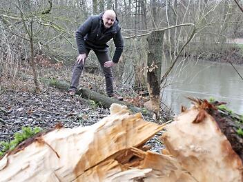 Am Ufer der Saale, der "Biberautobahn", wie sie von der Unteren Naturschutzbehörde bezeichnet wird, begutachtet Uwe Seidl, stellvertretender Leiter des Wasserwirtscahftsamtes, die Arbeit der Biber in der vergangenen Woche. Fünf Bäume mussten gefällt werden.  Foto: Anja Greiner