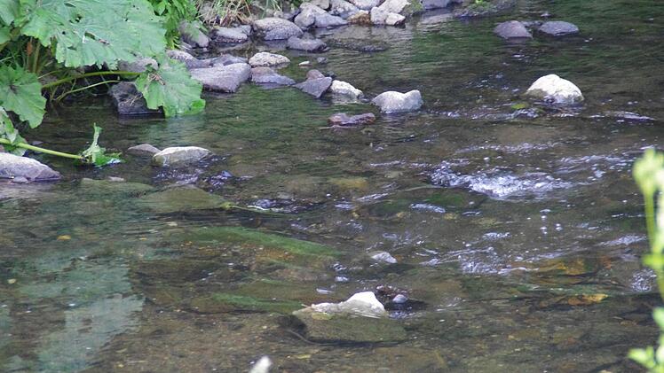 An der Wilden Rodach. Foto: Marco Meißner