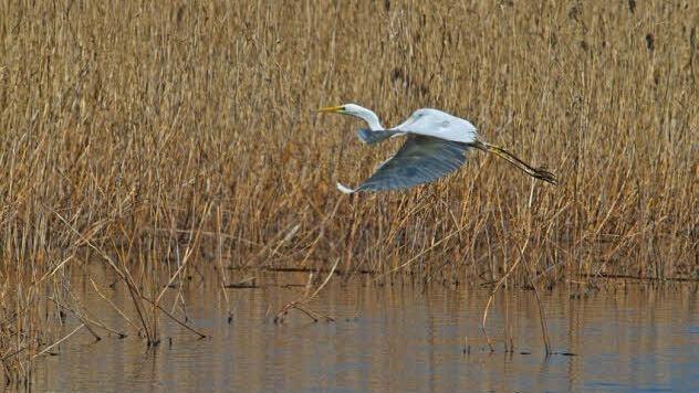 Ein Silberreiher macht Jagd auf Fische. Foto: Hans Peter Schönecker