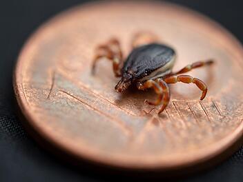 Das ist eine tropische  Hyalomma-Zecke. Sie ist wesentlich größer als der gemeine fränkische Holzbock und mittlerweile auch in Deutschland heimisch.Marco Drehmann/Universität Hohenheim/dpa