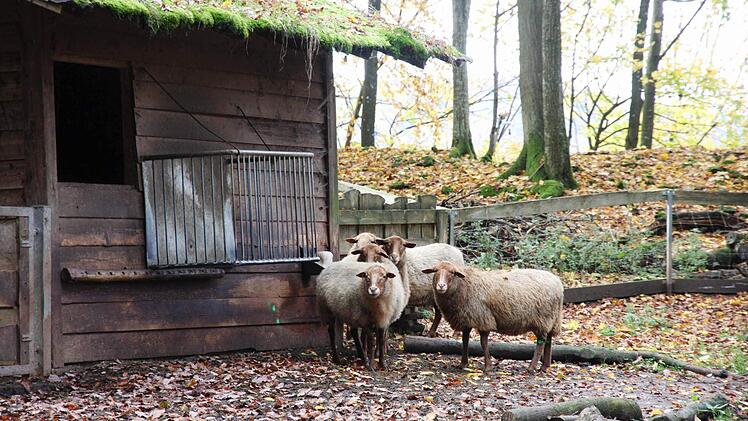 Coburger Schafe. Foto: Franz Galster