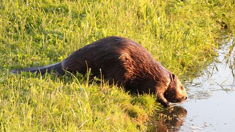 Ein Biber an der Kleinen Weisach bei Lonnerstadt. Paul Bruckmann hat - wie hier - schon jede Menge Fotos von den Tieren geschossen.