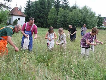 Während im Fernsehen das Deutschland-Spiel lief, streiften freiwillige Helfer - darunter auch Mitglieder der Feuerwehr - auf der Wiese herum, um Blumen für das Fronleichnamsfest zu suchen. Fotos: Sonja Adam