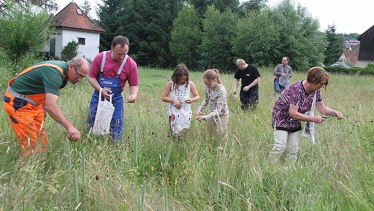 Während im Fernsehen das Deutschland-Spiel lief, streiften freiwillige Helfer - darunter auch Mitglieder der Feuerwehr - auf der Wiese herum, um Blumen für das Fronleichnamsfest zu suchen. Fotos: Sonja Adam