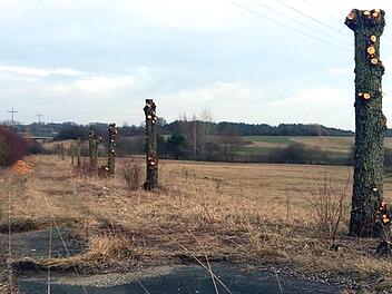 An vielen Stellen im Landkreis wurden in den vergangenen Wochen Weiden auf Stock geschnitten.    Foto: privat
