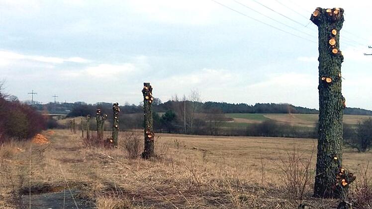 An vielen Stellen im Landkreis wurden in den vergangenen Wochen Weiden auf Stock geschnitten.    Foto: privat