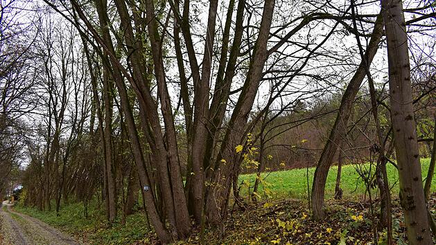 Richtung Bahnhof betrifft es eine Fl&auml;che von 560 Quadratmetern, wo von dem Pilz befallene B&auml;ume dicht an den Grundst&uuml;cken stehen und in diese hineinragen.  Foto: Petra Malbrich