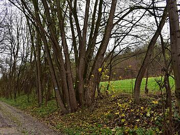 Richtung Bahnhof betrifft es eine Fläche von 560 Quadratmetern, wo von dem Pilz befallene Bäume dicht an den Grundstücken stehen und in diese hineinragen.  Foto: Petra Malbrich