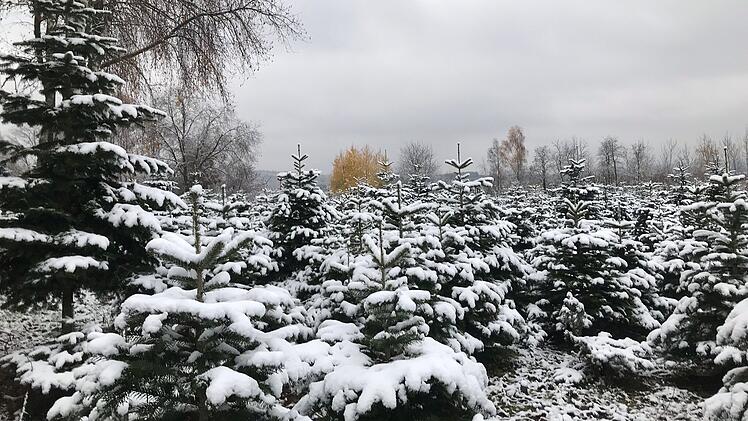 Christbaumdorf Mittelsinn