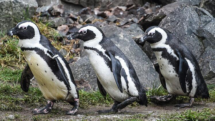 Das Sterben der Brillenpinguine