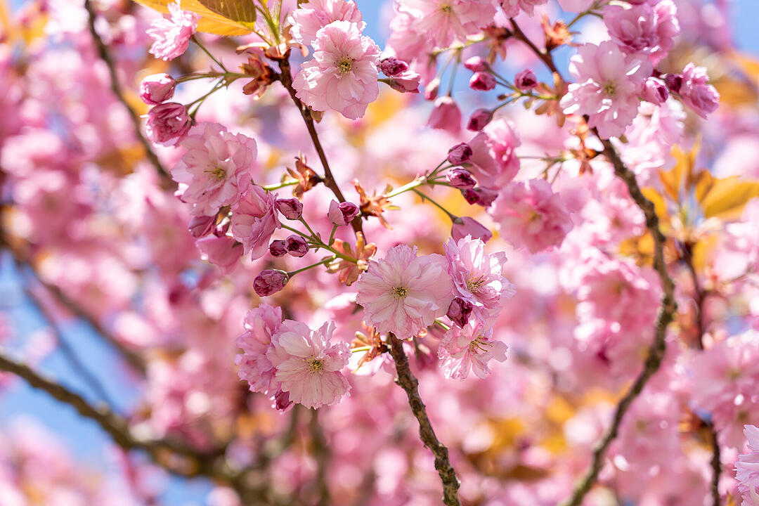 Wundersch&ouml;ne Naturfotos aus Bamberg.