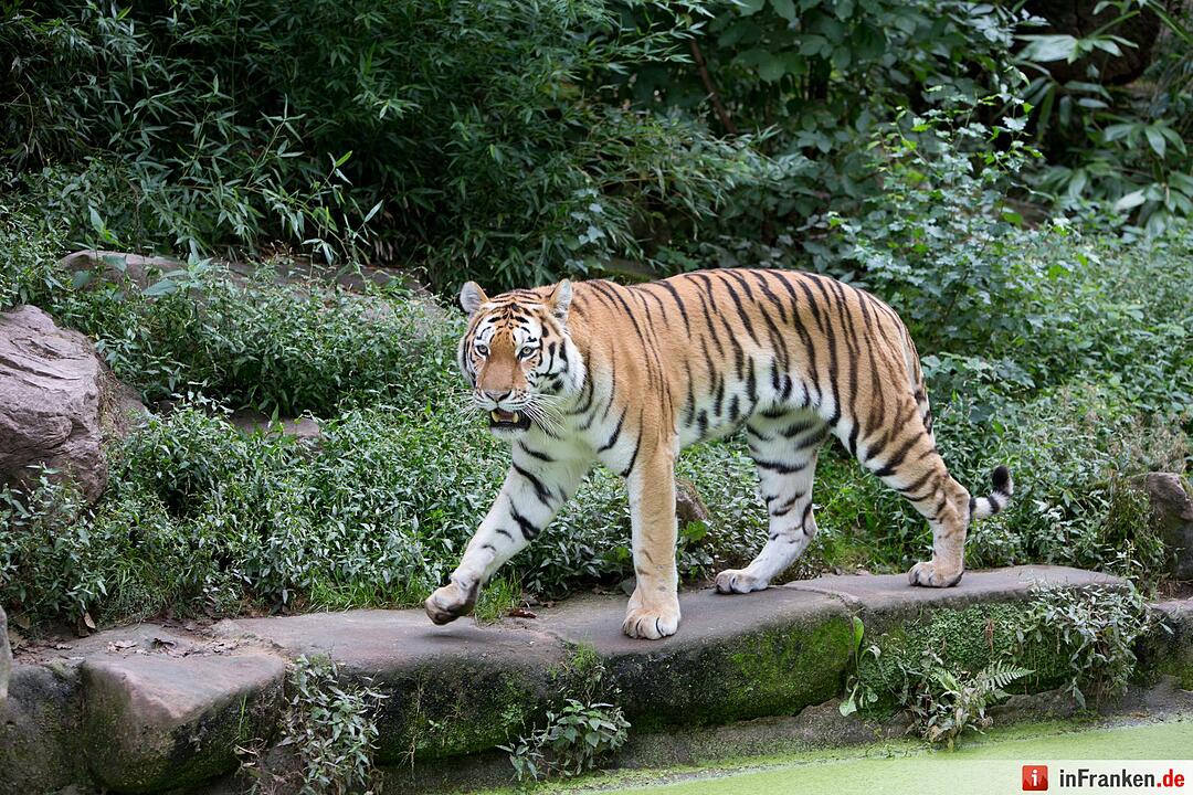 Tigergarten Nürnberg: Nachwuchs bei den Sibirischen Tigern