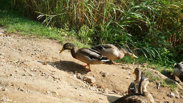 Noch lebende tierische Protagonisten, die in dem Buch auftauchen Foto: Gerhard Albert