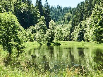 Welche Region des Frankenwalds soll ein Kompetenzzentrum Holz beheimaten? Foto: Marco Felgenhauer/Woidlife Photography