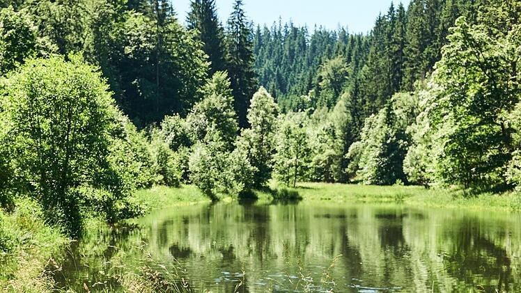 Welche Region des Frankenwalds soll ein Kompetenzzentrum Holz beheimaten? Foto: Marco Felgenhauer/Woidlife Photography