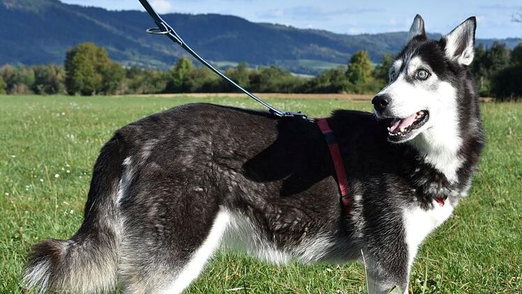 Tierheim Kronach: Trauer u "Pechvogel-Hund" Luna