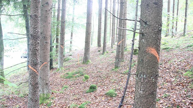 Die mit Farbe gekennzeichneten Bäume müssen weichen.  Foto: Friedwald Schedel