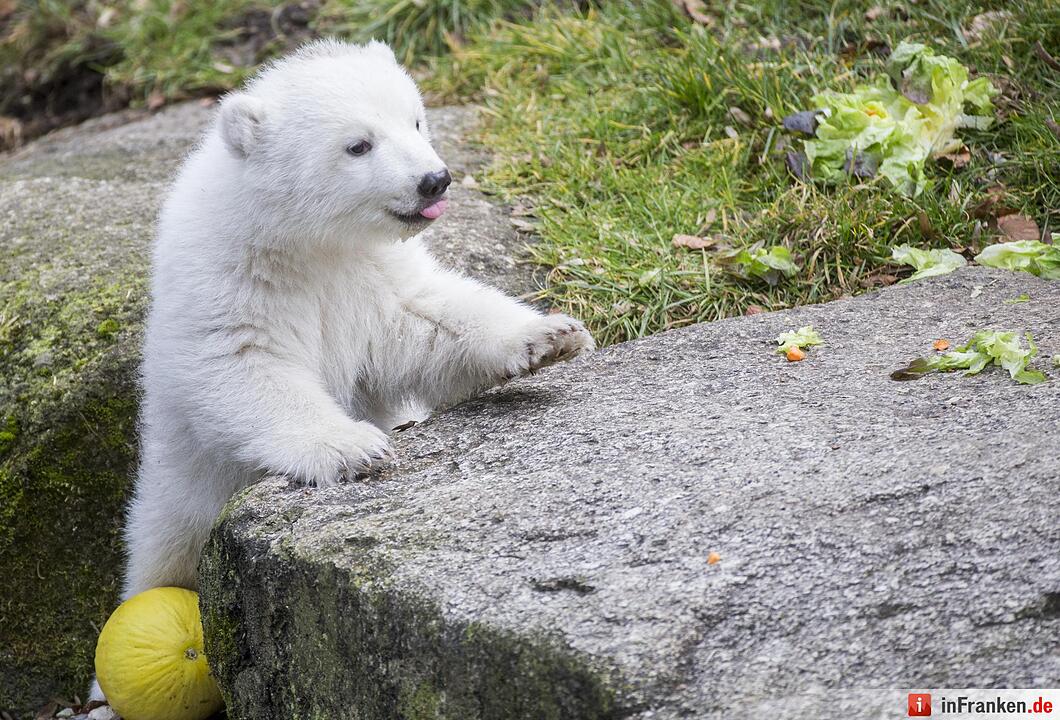 Eisbärenbaby im Tierpark Hellabrunn