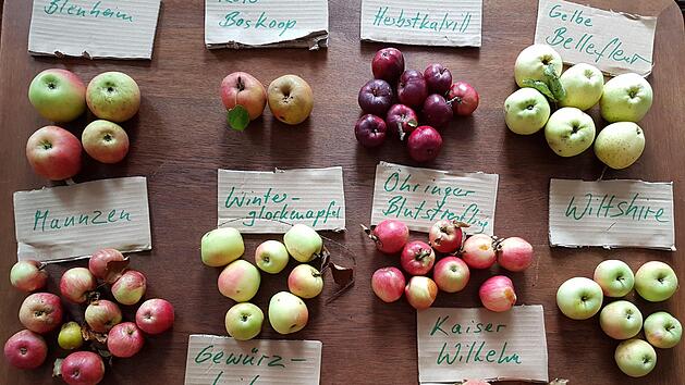 Die ausgestellten Apfelsorten sind nur ein Teil der in der Rhön vorkommenden 500 Sorten.  Foto: Elisabeth Assmann
